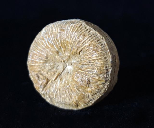Cycloseris cyclolites (LAMARCK 1815) - Bild © FossNet FossilienStore